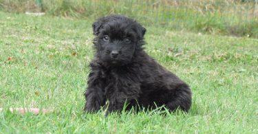 chiot bouvier des flandres