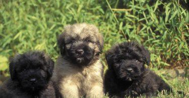 chiot bouvier des flandres