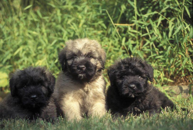 chiot bouvier des flandres