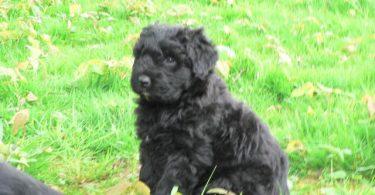 chiot bouvier des flandres