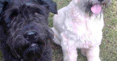 chiot bouvier des flandres