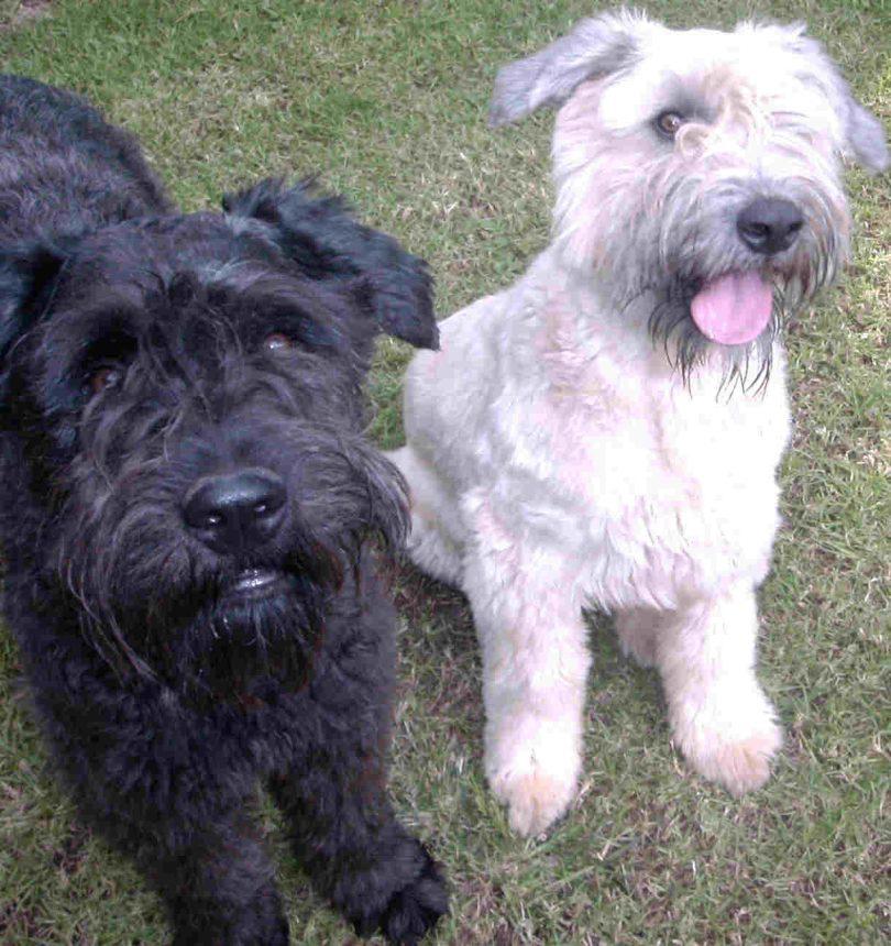 chiot bouvier des flandres