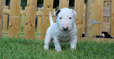 chiot bull terrier