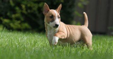 chiot bull terrier