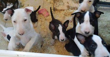 chiot bull terrier