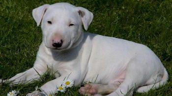 chiot bull terrier