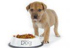 coût du chien pour son alimentation