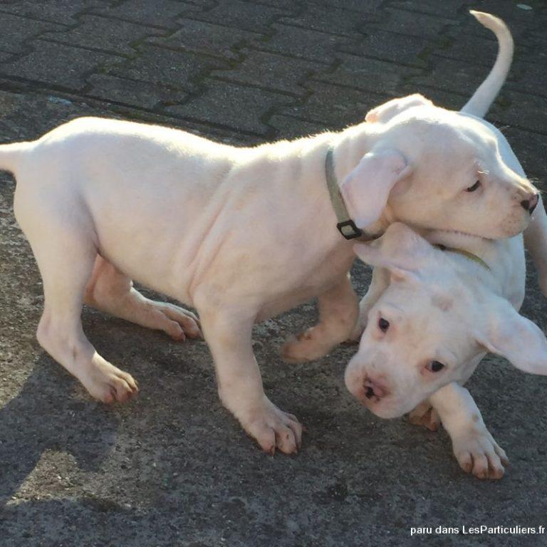 Photos de Diva, chienne Femelle Dogue argentin croisée Cane Corso de 8 mois