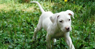 chiot dogue argentin