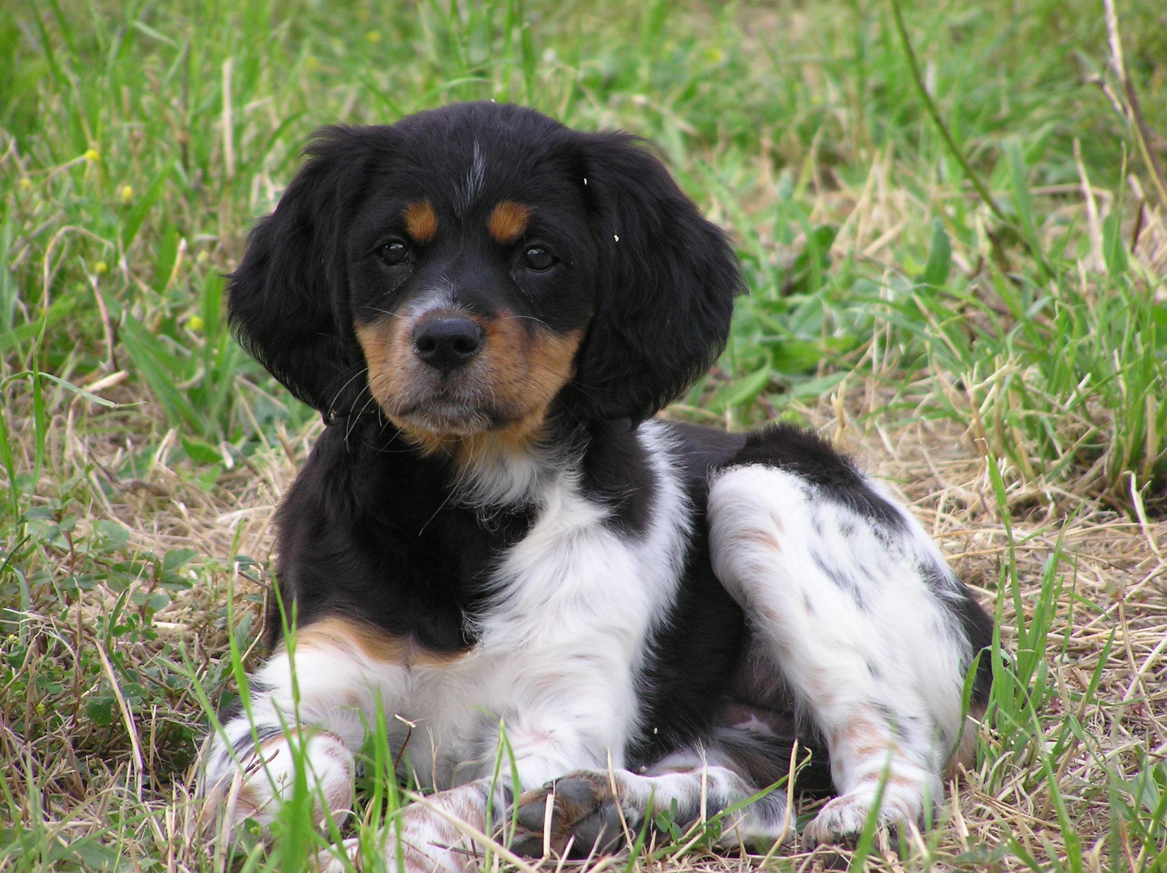 L pagneul Breton Fiche Descriptive De Ce Chien De Taille Moyenne L pagneul Breton Fiche Descriptive De Ce Chien De Taille Moyenne