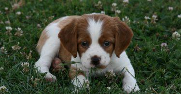 chiot épagneul breton