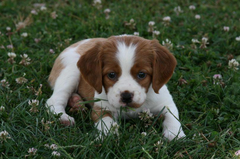 chiot épagneul breton