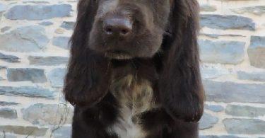 chiot field spaniel