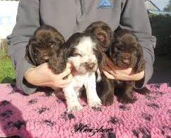 chiot field spaniel