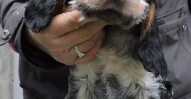 chiot field spaniel