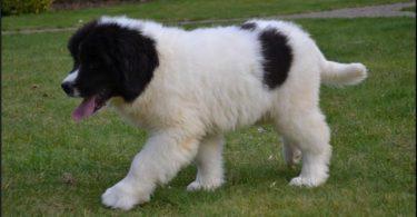 chiot landseer