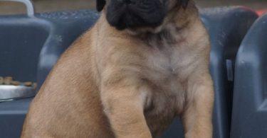 chiot mastiff