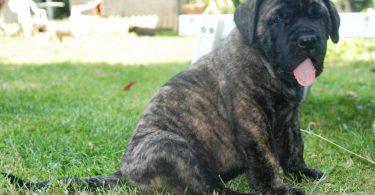 chiot mastiff