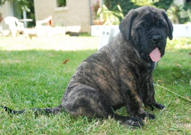 chiot mastiff