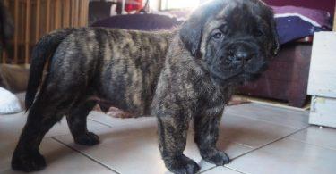 chiot mastiff