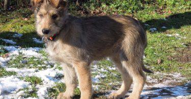 chiot picard dans la neige