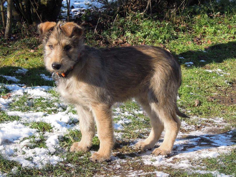 chiot picard dans la neige