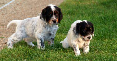 chiot setter anglais