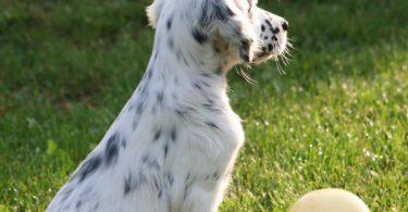 chiot setter anglais