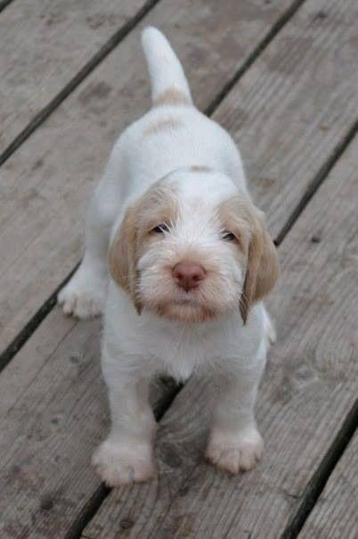 chiot spinone