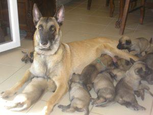 chiots malinois tètent leur mère