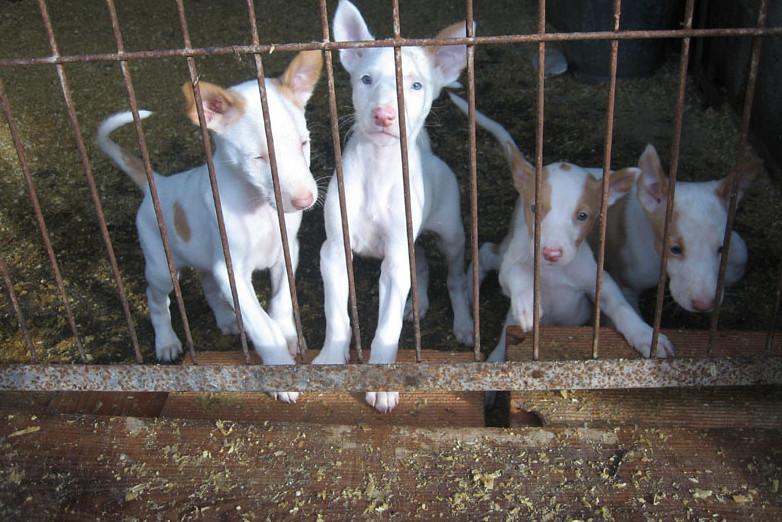 chiots podenco ibicenco