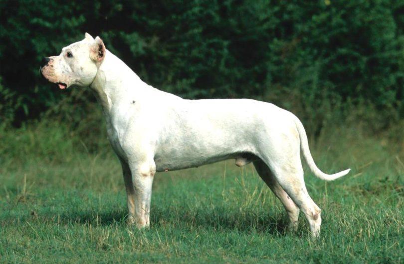 dogue argentin