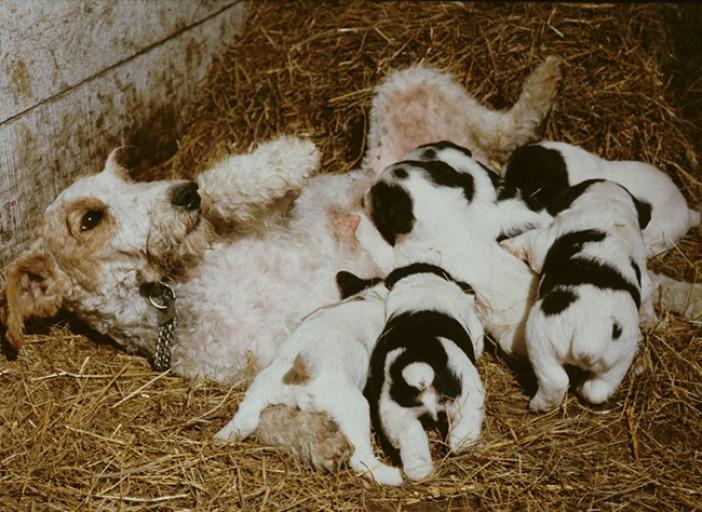 élevage canin de fox terriers