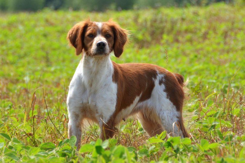 L Epagneul Breton Fiche Descriptive De Ce Chien De Taille Moyenne L Epagneul Breton Fiche Descriptive De Ce Chien De Taille Moyenne
