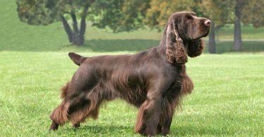 field spaniel