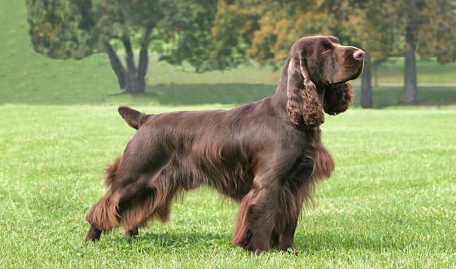 field spaniel