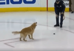 golden retriever joueur de hockey sur glace