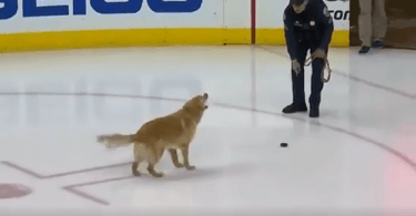 golden retriever joueur de hockey sur glace