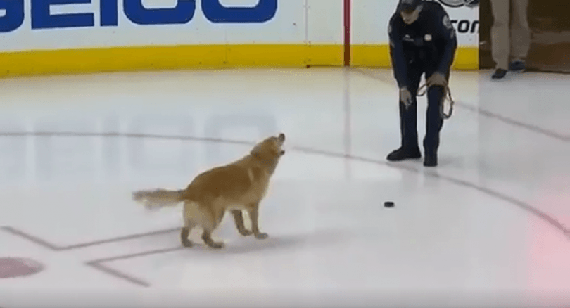 golden retriever joueur de hockey sur glace