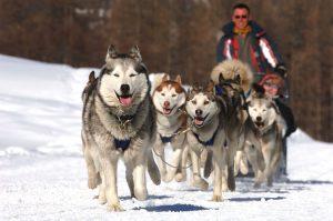 huskies tirent un traineau dans la neige