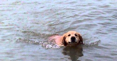 Un labrador et un dauphin