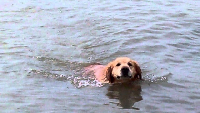 Un labrador et un dauphin