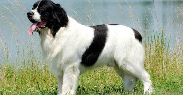 landseer