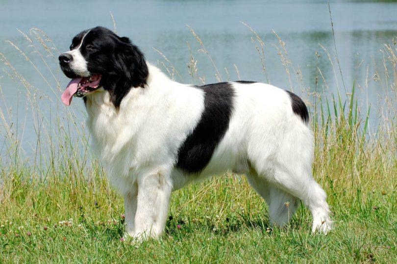 landseer