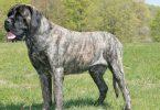 mastiff