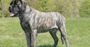 mastiff