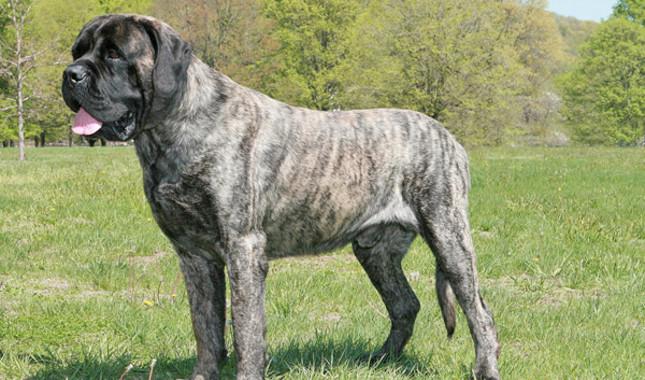 mastiff