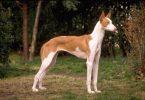 podenco ibicenco