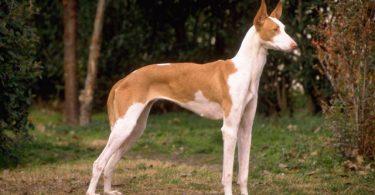 podenco ibicenco