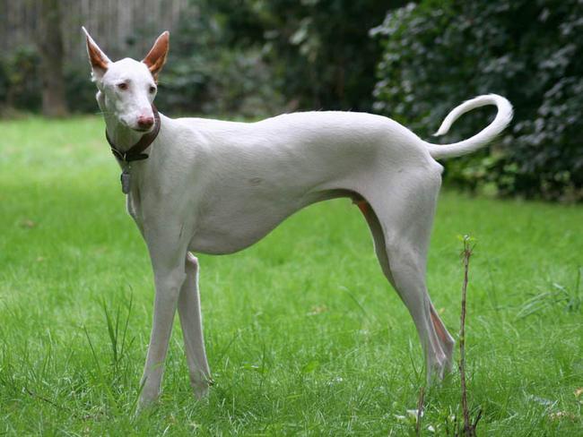 podenco ibicenco blanc